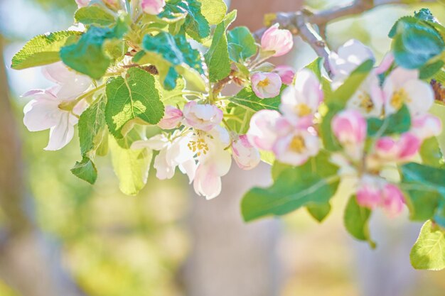 Pianta in fiore contro il cielo blu nel giorno d'estate Sfondo di primavera