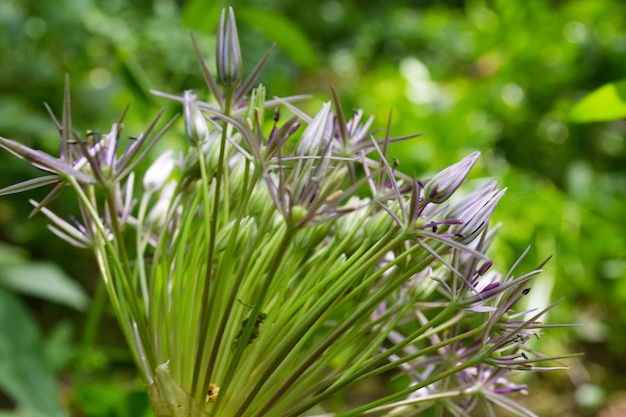 Pianta in fiore in primavera