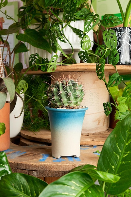 Pianta in vaso blu pianta decorativa