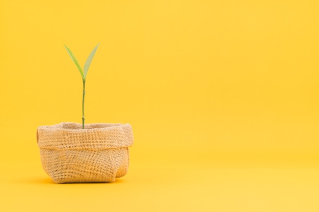 Pianta in vaso che cresce