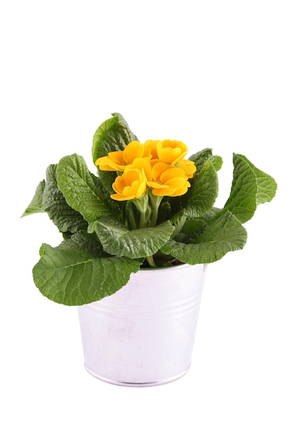 Pianta in vaso di primula gialla