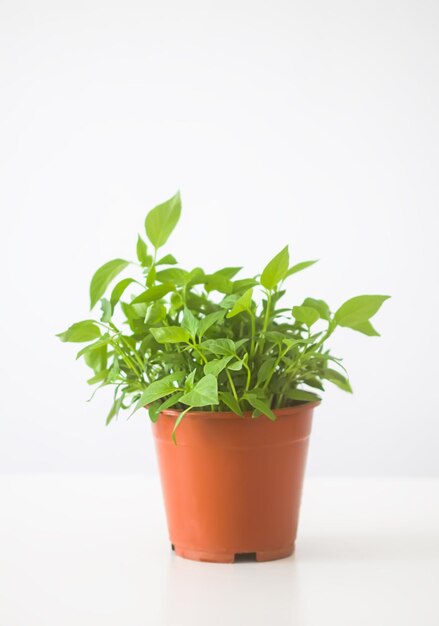 Pianta in vaso fatta in casa Rami verdi con foglie nel vaso di fiori in ceramica fatto a mano