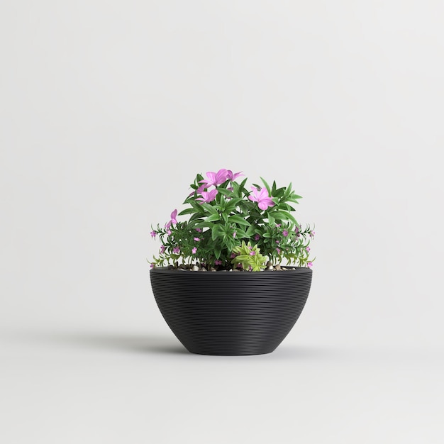 Pianta in vaso nera con fiori rosa isolati su sfondo chiaro