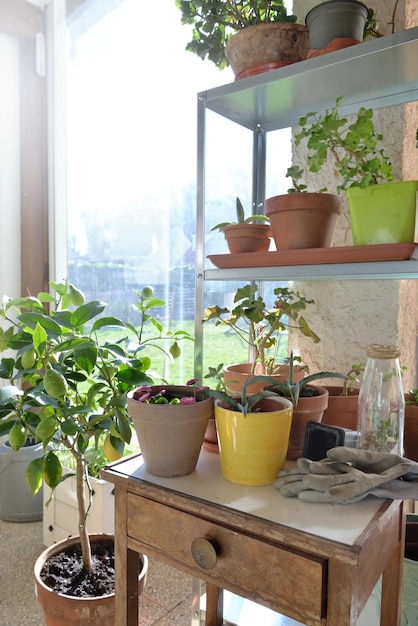 Pianta in vaso su tavolino e attrezzatura da giardinaggio in una serra