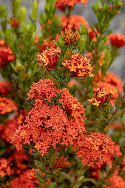 Pianta Ixora cinese Fiore della specie Ixora chinensis