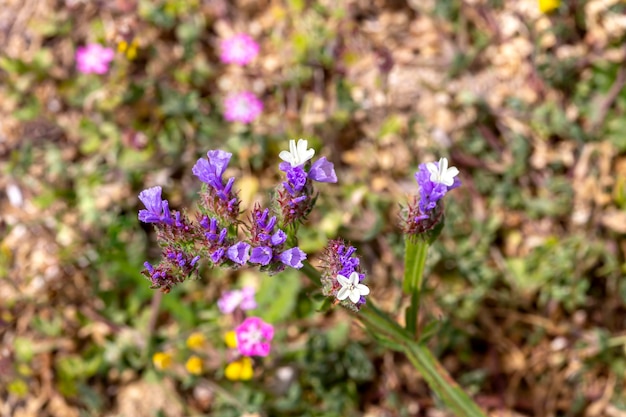 Pianta Limonium sinuatum cresce primo piano