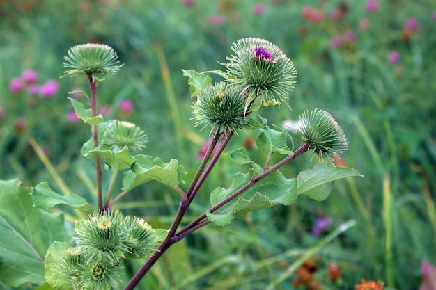 Pianta medicinale Bardana Bardana in fiore grande