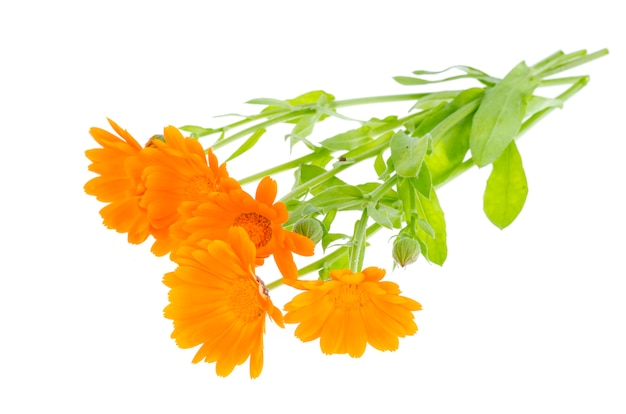 Pianta medicinale con fiori d'arancio Calendula officinalis