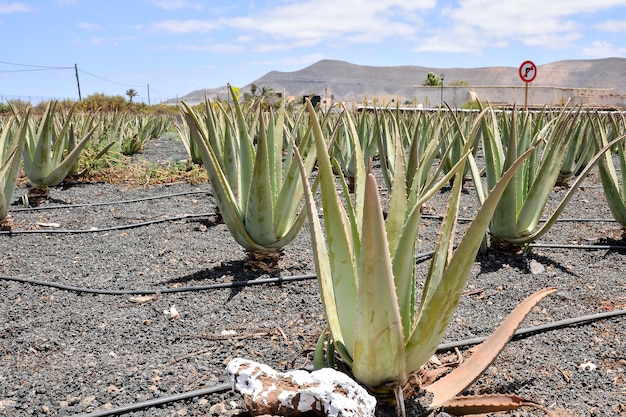 Pianta medicinale dell'aloe vera nelle isole Canarie