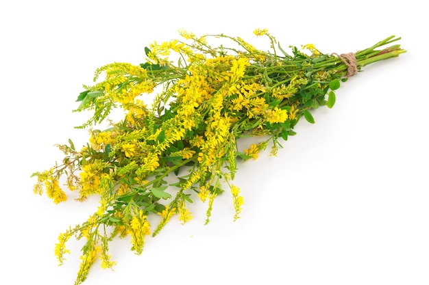 Pianta medicinale Melilotus officinalis Yellow Sweet Clower