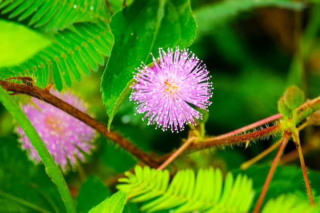 pianta mimosa pianta sensibile o putri malu o pianta addormentata Mimosa pudica su fiore di parco di pianta sensitiva