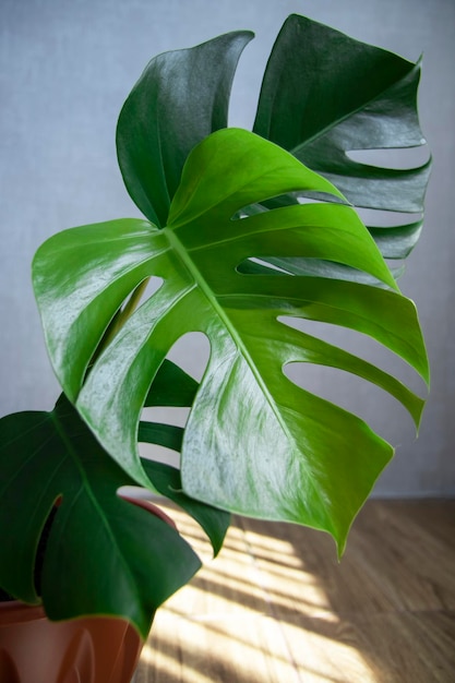 Pianta Monstera