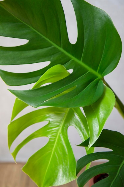 Pianta Monstera