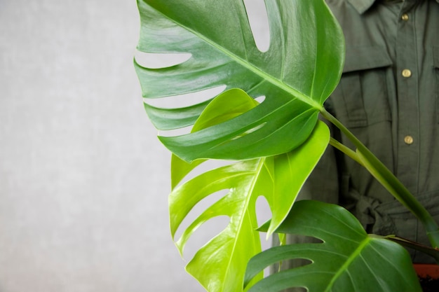 Pianta Monstera