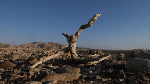 Pianta morta nel deserto all'alba