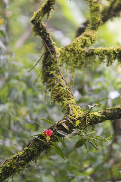 Pianta nella foresta tropicale, la vita della natura