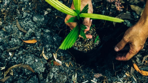 Pianta nelle mani. Concetto di ecologia. Sfondo della natura