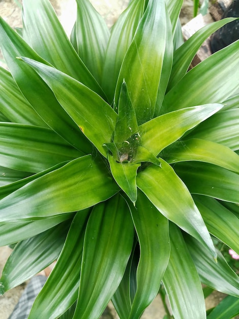 pianta ornamentale con foglie verdi, che riflette la luce del sole