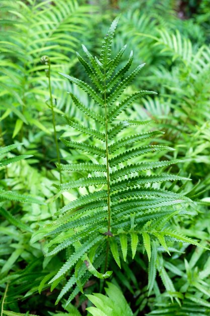 Pianta ornamentale del fogliame della felce del primo piano sul cespuglio