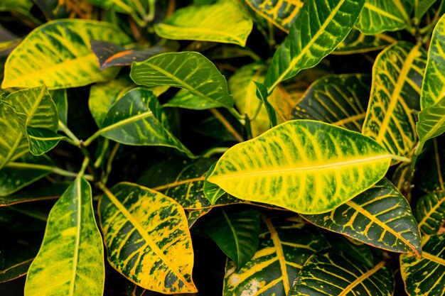 Pianta ornamentale foglie come sfondo naturale. Foglie colorate di piante Croton. Pianta domestica Croton in una pentola. Codiaeum variegatum. Foglie a strisce.