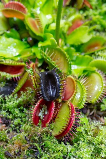 Pianta predatrice carnivora Venere acchiappamosche - Dionea muscipula.