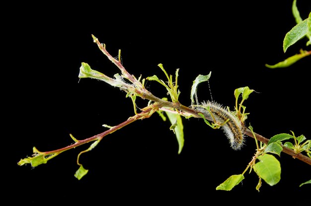 Pianta primaverile malata. Prugna ramificata con parassiti. Sul ramo di una prugna gusenica e acari.