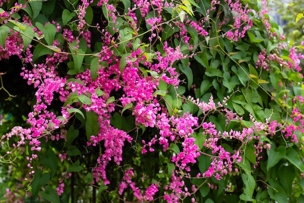 Pianta rampicante messicana Catena d'amore Vite di corallo Fiore rosa