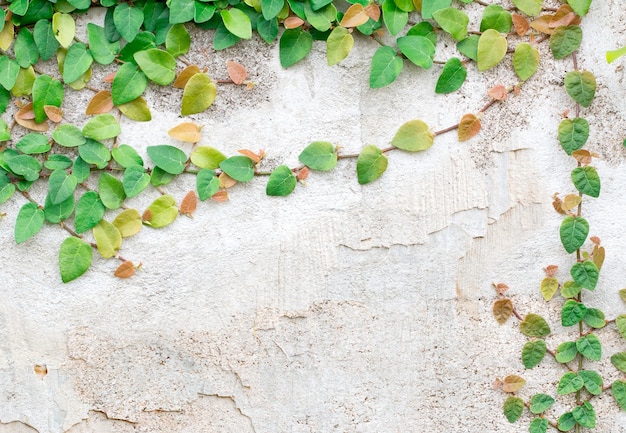 Pianta rampicante verde su muro bianco