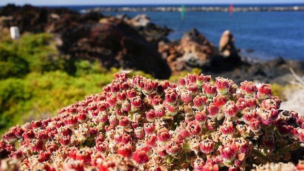 Pianta rossa a Lanzarote, Isole Canarie, Spagna