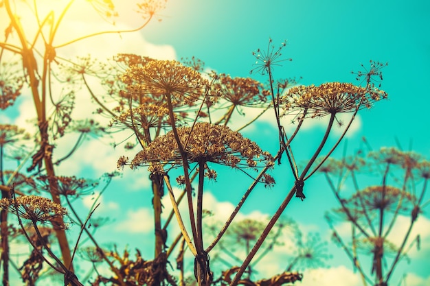 Pianta secca di Heracleum al cielo al tramonto