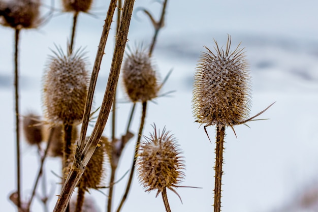 Pianta secca e neve all'aperto