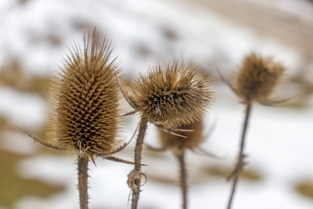 Pianta selvatica con spine. Avvicinamento. Pianta spinosa essiccata. Foto macro. La consistenza ruvida della superficie della pianta. Spina secca. Stelo secco della pianta. Piccoli dettagli da vicino