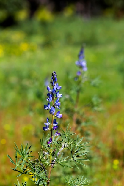 Pianta selvatica Lupinus pilosus cresce e fiorisce con fiori blu nel suo habitat naturale primo piano in una giornata di primavera Grecia Peloponneso