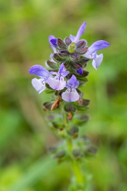 Pianta selvatica; nome scientifico; Salvia verbenaca