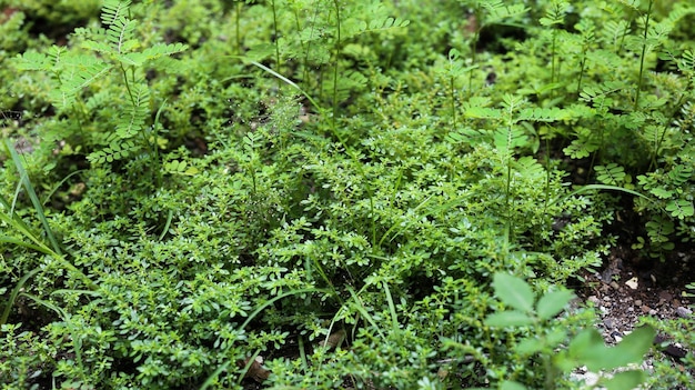 Pianta selvatica verde di bellezza