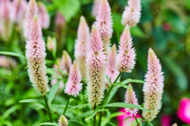 Pianta Silver Cocks Comb o Celosia con pettine sfocato di colore rosa morbido