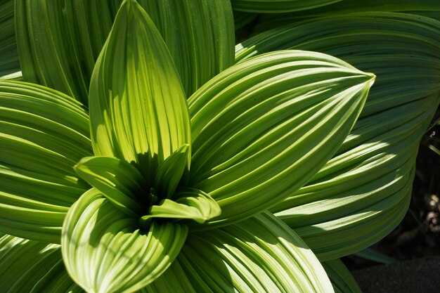 Pianta simile a fiore verde