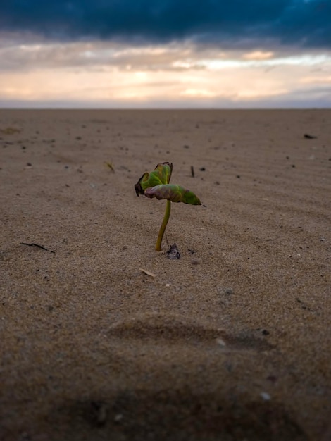 pianta solitaria