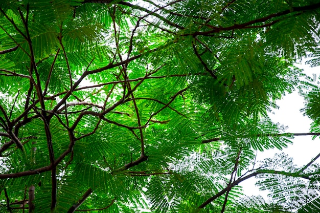 Pianta subtropicale fenice albero che fiorisce splendidi fiori fiammeggianti