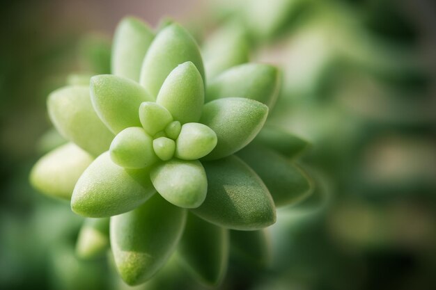 Pianta succulenta con sfondo verde spazio per il testo