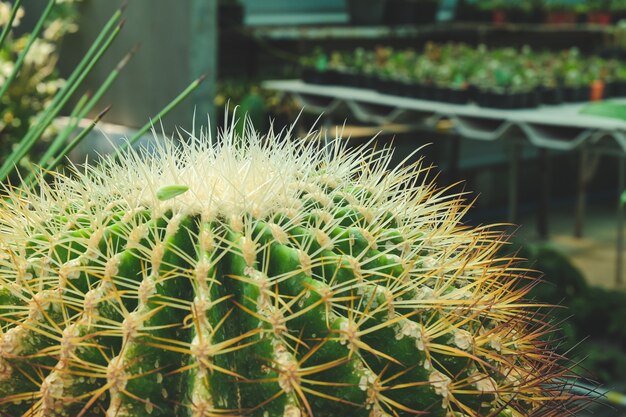 Pianta succulenta con spine in vaso di fiori