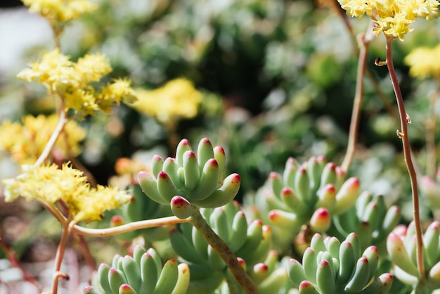 Pianta succulenta in luce naturale del sole su sfondo sfocato