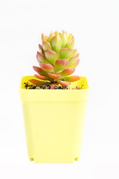 Pianta succulenta in vaso su sfondo bianco