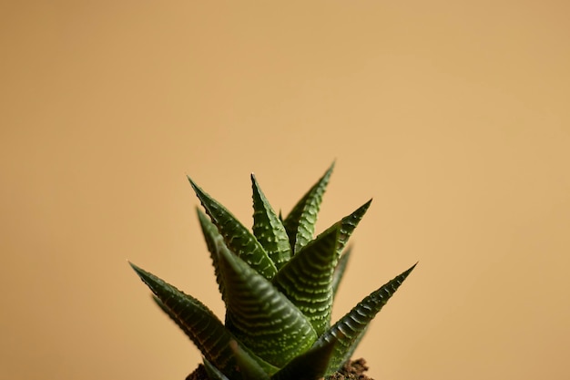 Pianta succulenta in vaso su sfondo pastello Succulente in interni