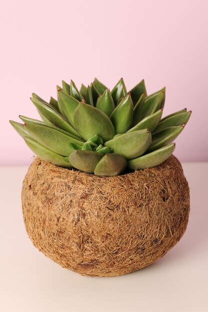 Pianta succulenta in vaso