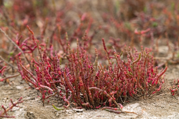 Pianta succulenta rosa Salicornia europaea che cresce vicino a un mare