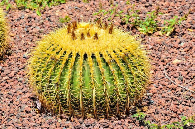 Pianta succulenta rotonda Cactus che cresce su un terreno di pietre