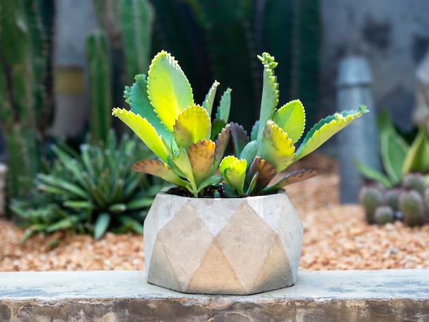 Pianta succulenta verde, ibrido Kalanchoe in vaso di cemento geometrico su giardino all'aperto di cactus tropicale.