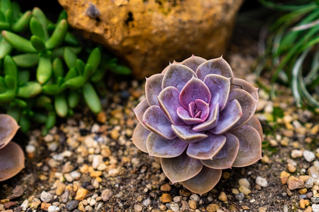 pianta succulenta viola cresce sul terreno con pianta verde roccia