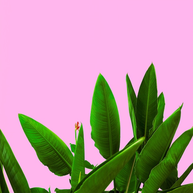 Pianta sul rosa. Fiore tropicale minimal art design